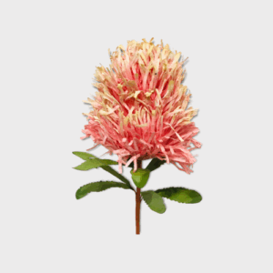 PINK: Banksia paper flower