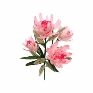 Serruria protea Baby Pink