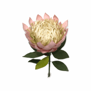 King Protea Pink