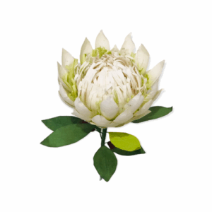 King protea White