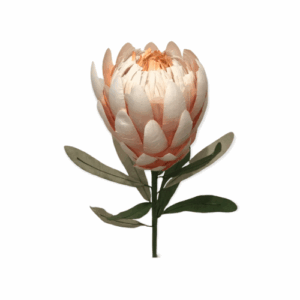 Princess protea apricot