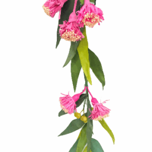 PINK: Eucalyptus flower light