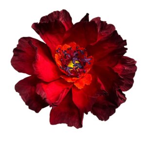 RED: Dancing paper flower