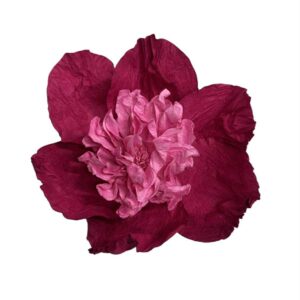 Magenta pink : CAMELIA FLOWER