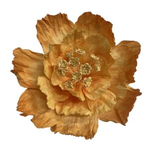 Apricot : PRIMROSE FLOWER