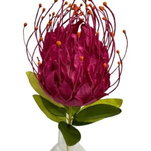 Pink : PROTEA LEUCOSPERMUMS