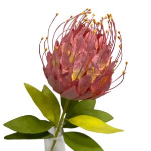 Salmon : PROTEA LEUCOSPERMUMS