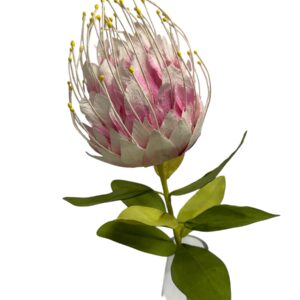 WHITE : PROTEA LEUCOSPERMUMS