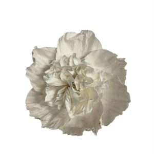 White : CAMELIA FLOWER