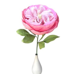 SALMON DAVID AUSTIN ROSE